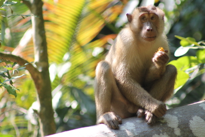 Subadult Sunny feeding on oil palm fruits